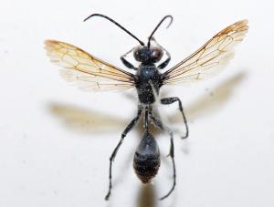 Sphecidae sp._陽明山 6