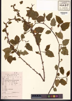 <a href="https://brmas.openmuseum.tw/muse/digi_object/9f6016372894703286f9b0af524486c9" target="_blank">變葉懸鉤子／中央研究院生物多樣性研究博物館植物標本館 (HAST)</a>