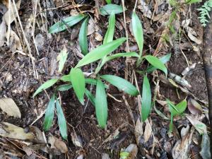 <a href="https://taieol.tw/muse/digi_object/4863d2aa11e7a0412246a3e140df95db" target="_blank">竹柏蘭／By：fernslu／iNaturalist</a>