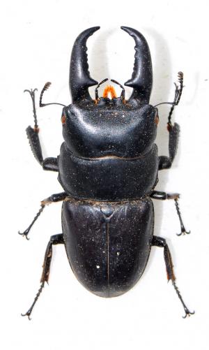 Dorcus titanus sika 扁鍬形蟲