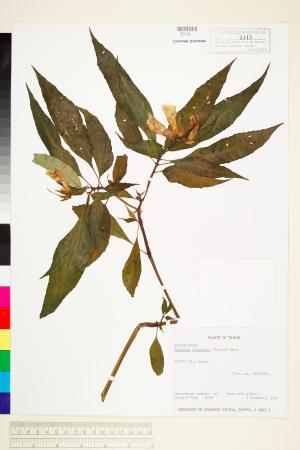 <a href="https://brmas.openmuseum.tw/muse/digi_object/9f8314f8f2dfbc9adc96385f748d0c14" target="_blank">台灣半蒴苣苔(角桐草)／中央研究院生物多樣性研究博物館植物標本館 (HAST)</a>