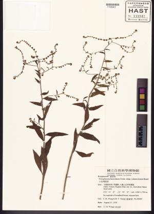 <a href="https://brmas.openmuseum.tw/muse/digi_object/9f921f1426665afadd2c7d8fb9af1cbf" target="_blank">小花倒提壺／中央研究院生物多樣性研究博物館植物標本館 (HAST)</a>
