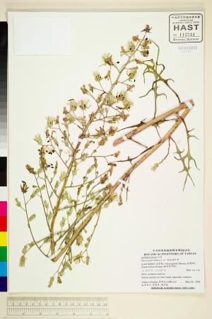 <a href="https://brmas.openmuseum.tw/muse/digi_object/9f9d6a16c0e3f925343d231f7874ae67" target="_blank">鵝仔草／中央研究院生物多樣性研究博物館植物標本館 (HAST)</a>