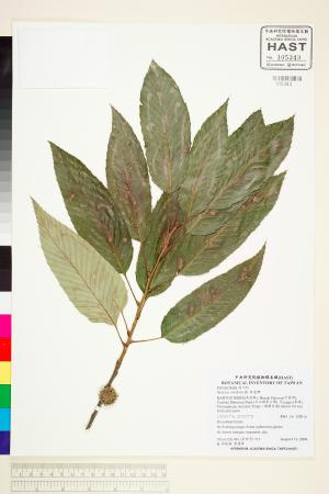 <a href="https://brmas.openmuseum.tw/muse/digi_object/9f9d99378a327e9a297c98bb0555a00a" target="_blank">栓皮櫟／中央研究院生物多樣性研究博物館植物標本館 (HAST)</a>