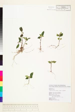 <a href="https://brmas.openmuseum.tw/muse/digi_object/9fa7718f3017d76bff66c15c21fbad1e" target="_blank">白花蛇根草／中央研究院生物多樣性研究博物館植物標本館 (HAST)</a>