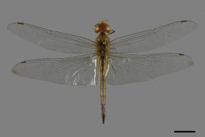 <a href="https://fact.tfri.gov.tw/muse/digi_object/882f8d4e67c9de1eafb441cde1d7ed30" target="_blank">薄翅蜻蜓／林業試驗所昆蟲標本館</a>