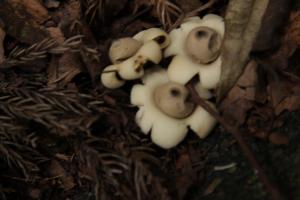 Geastrum sessile(無柄地星)