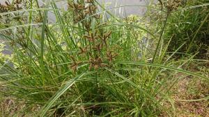 <a href="https://taieol.tw/muse/digi_object/028ff63ce55da372182871bd629dbf4e" target="_blank">覆瓦狀莎草／By：naturalist47386／iNaturalist</a>
