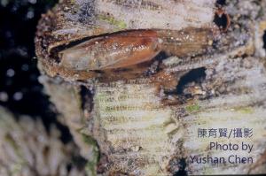 <a href="https://taieol.tw/muse/digi_object/e22985bdc6072840b6aebf9bf4456f20" target="_blank">短石蜊／By：陳育賢／陳育賢</a>