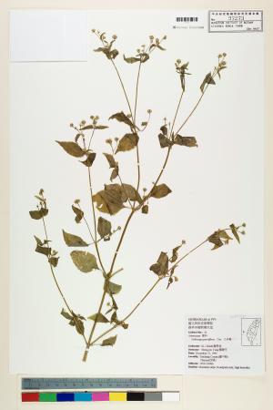 <a href="https://brmas.openmuseum.tw/muse/digi_object/9fd15170a307c896057b61cc3ea92adc" target="_blank">小米菊／中央研究院生物多樣性研究博物館植物標本館 (HAST)</a>