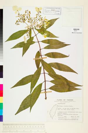 <a href="https://brmas.openmuseum.tw/muse/digi_object/9fe410fa1b508d6cd1eaea6691758e92" target="_blank">華八仙／中央研究院生物多樣性研究博物館植物標本館 (HAST)</a>