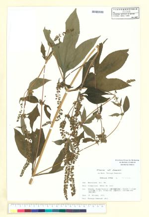 <a href="https://brmas.openmuseum.tw/muse/digi_object/9ff6a11709c8e03609fbd5fb03af3650" target="_blank">三裂葉豬草／中央研究院生物多樣性研究博物館植物標本館 (HAST)</a>