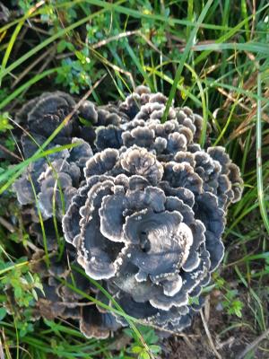 <a href="https://taieol.tw/muse/digi_object/cbf488e41f17985d6cef9a6d889e75ca" target="_blank">雲芝／By：wang1420／iNaturalist</a>