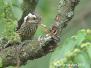 <a href="https://taieol.tw/muse/digi_object/a7a1807d53c43a592680cedde3ba3a9f" target="_blank">Dendrocopos canicapillus／By：陳添財／臺灣物種名錄(TaiCOL)</a>