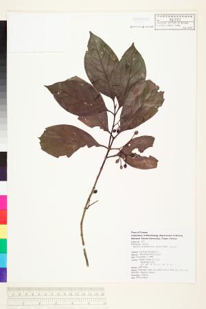 <a href="https://brmas.openmuseum.tw/muse/digi_object/a024a18e6b3777fa0df6f26b14976251" target="_blank">茜草樹(龍蝦)／中央研究院生物多樣性研究博物館植物標本館 (HAST)</a>