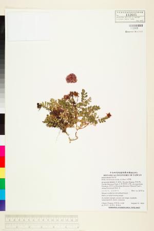 <a href="https://brmas.openmuseum.tw/muse/digi_object/a025bf4cc75083be960bf4bec419fe27" target="_blank">台灣莓／中央研究院生物多樣性研究博物館植物標本館 (HAST)</a>
