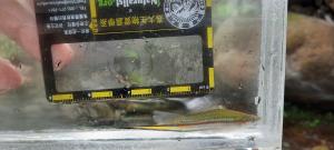<a href="https://taieol.tw/muse/digi_object/7492fe4ced93c221a137434797854440" target="_blank">劍尾魚／By：maxhsieh／iNaturalist</a>