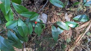 <a href="https://taieol.tw/muse/digi_object/55330d674843ce18021d866ca2ebfdfd" target="_blank">蔓竹杞／By：zachcheng／iNaturalist</a>