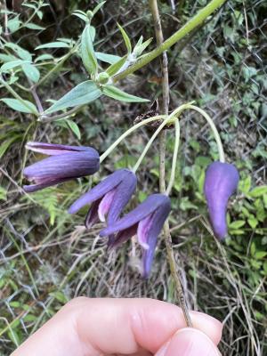 <a href="https://taieol.tw/muse/digi_object/fb071f6366c2a969bbb144f5020c0325" target="_blank">紫花野木瓜／By：buggi／iNaturalist</a>