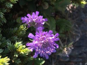 <a href="https://taieol.tw/muse/digi_object/b5e9f9a553eac3553f40a56829409138" target="_blank">玉山山蘿蔔／By：shunwei_wang／iNaturalist</a>