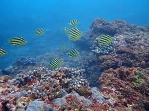 <a href="https://taieol.tw/muse/digi_object/bbd689e8752efee5ae94b81ebe24be52" target="_blank">柴魚／By：pchi45／iNaturalist</a>