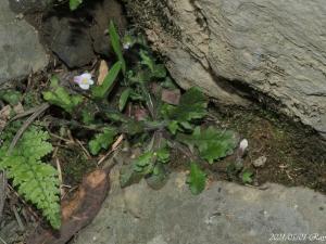 <a href="https://taieol.tw/muse/digi_object/5aab858e2f3af8ea9f27313c6eecedea" target="_blank">匍莖通泉草／By：raytsai／iNaturalist</a>