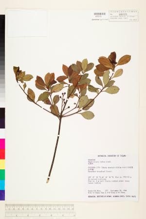 <a href="https://brmas.openmuseum.tw/muse/digi_object/a055cff8dffe558dcb0aae5cc4083dc8" target="_blank">石斑木／中央研究院生物多樣性研究博物館植物標本館 (HAST)</a>