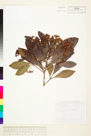 <a href="https://brmas.openmuseum.tw/muse/digi_object/a0598f40958161ec0d1a4ec5aec40080" target="_blank">樹杞／中央研究院生物多樣性研究博物館植物標本館 (HAST)</a>
