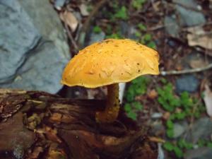 Pholiota flammans(黃鱗傘)