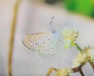 <a href="https://taieol.tw/muse/digi_object/cc4ee59ac6482a2b0eeeaeac35152f40" target="_blank">迷你藍灰蝶／By：kellyshu／iNaturalist</a>