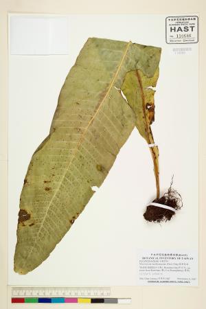 <a href="https://brmas.openmuseum.tw/muse/digi_object/a0671cc33b19ddd91d2cc1af426bf136" target="_blank">膜葉星蕨／中央研究院生物多樣性研究博物館植物標本館 (HAST)</a>