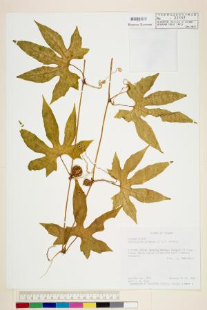 <a href="https://brmas.openmuseum.tw/muse/digi_object/a087e76ab1d663a6b803704043081dc4" target="_blank">雙輪瓜／中央研究院生物多樣性研究博物館植物標本館 (HAST)</a>