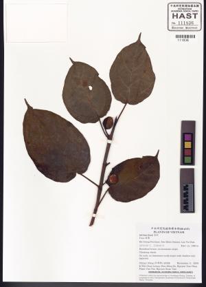 <a href="https://brmas.openmuseum.tw/muse/digi_object/a0a6cd03b080b89681cb2948dbeb6531" target="_blank">榕屬／中央研究院生物多樣性研究博物館植物標本館 (HAST)</a>