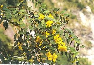 <a href="https://taieol.tw/muse/digi_object/90c33b9fc738c573d31aad19d78b1c9d" target="_blank">雙花金絲桃／By：呂勝由／農業部林業及自然保育署</a>