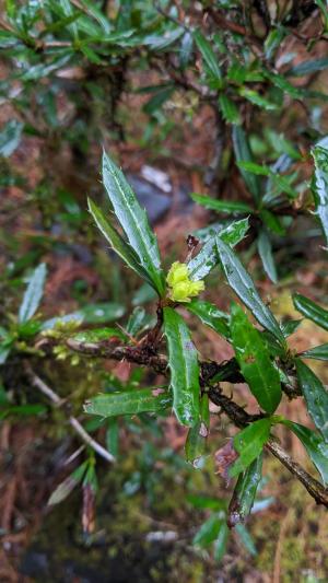 <a href="https://taieol.tw/muse/digi_object/2cb7f745fa04a056f7fb01f04dc9af36" target="_blank">高山小檗／By：chengte／iNaturalist</a>