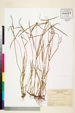 <a href="https://brmas.openmuseum.tw/muse/digi_object/a0b98ac48dda1930c2feb9bad173a277" target="_blank">短葉水蜈蚣／中央研究院生物多樣性研究博物館植物標本館 (HAST)</a>