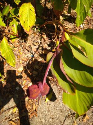 <a href="https://taieol.tw/muse/digi_object/3bd16a58667168be351e10a7e4c9b00b" target="_blank">美人蕉／By：naturalist21722／iNaturalist</a>