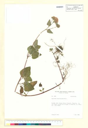 <a href="https://brmas.openmuseum.tw/muse/digi_object/a0d385bbc751c2b6f9c849ceb2036f23" target="_blank">紫花藿香薊／中央研究院生物多樣性研究博物館植物標本館 (HAST)</a>
