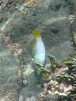<a href="https://taieol.tw/muse/digi_object/01fab3279fad275a80b1086baf5af94d" target="_blank">雲斑海豬魚／By：langzi／iNaturalist</a>