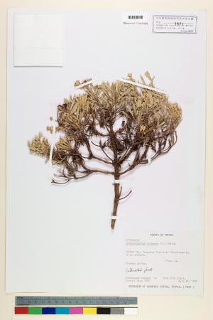 <a href="https://brmas.openmuseum.tw/muse/digi_object/a0db6028a2952c0664e838e1ecca96e5" target="_blank">蘄艾／中央研究院生物多樣性研究博物館植物標本館 (HAST)</a>