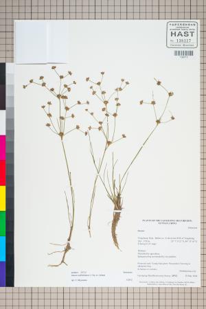 <a href="https://brmas.openmuseum.tw/muse/digi_object/a0e8695826fb441fbcb370c5003327ed" target="_blank">小葉燈心草／中央研究院生物多樣性研究博物館植物標本館 (HAST)</a>