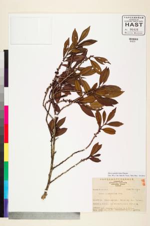 <a href="https://brmas.openmuseum.tw/muse/digi_object/a0eb661e93f108bf655f8a3044b15a44" target="_blank">厚葉柃木／中央研究院生物多樣性研究博物館植物標本館 (HAST)</a>