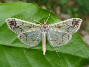 <a href="https://taieol.tw/muse/digi_object/0a8e917ca6c9143c960ccdb4a58089be" target="_blank">Polythlipta divaricata／By：Hsiengan Huang／臺灣物種名錄(TaiCOL)</a>