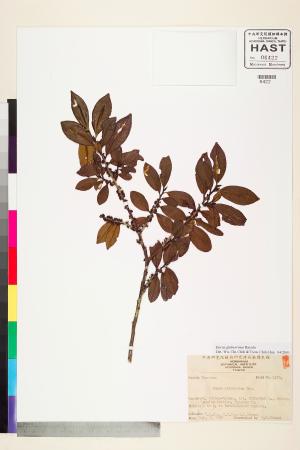 <a href="https://brmas.openmuseum.tw/muse/digi_object/a106e7444cba635cb87b177342c5b6ff" target="_blank">厚葉柃木／中央研究院生物多樣性研究博物館植物標本館 (HAST)</a>