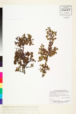 <a href="https://brmas.openmuseum.tw/muse/digi_object/a10fa2eb9fe6eb28e6db1c4fc0cfe4b6" target="_blank">細尖栒子／中央研究院生物多樣性研究博物館植物標本館 (HAST)</a>