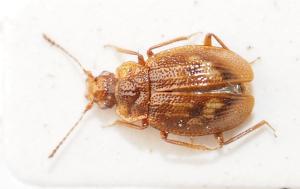 <a href="https://taieol.tw/muse/digi_object/b215ed985cfb406b9ab51365f90c965c" target="_blank">Deinopteroloma chiangi／By：胡芳碩／胡芳碩</a>