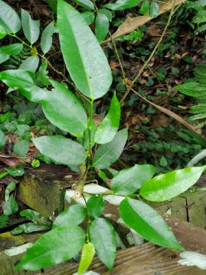 <a href="https://taieol.tw/muse/digi_object/026ab5a2b898f948ec7c4f01752c3dec" target="_blank">白肉榕／By：dayacat／iNaturalist</a>