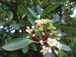 <a href="https://taieol.tw/muse/digi_object/004fed7fe3179c2472e3d4ca0bb0e778" target="_blank">珊瑚樹／By：naturalist14740／iNaturalist</a>