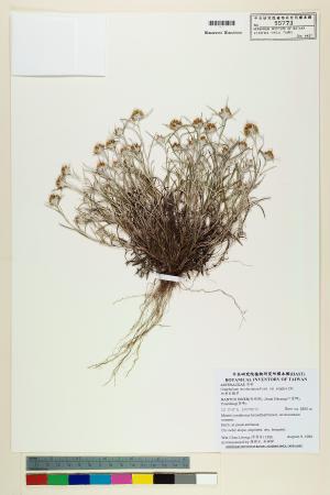 <a href="https://brmas.openmuseum.tw/muse/digi_object/a121ddf0d5a598accb2adfb2bb4acf5c" target="_blank">細葉鼠麴草／中央研究院生物多樣性研究博物館植物標本館 (HAST)</a>
