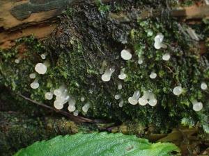 Dacrymyces cf. cupularis(疑似杯狀花耳)